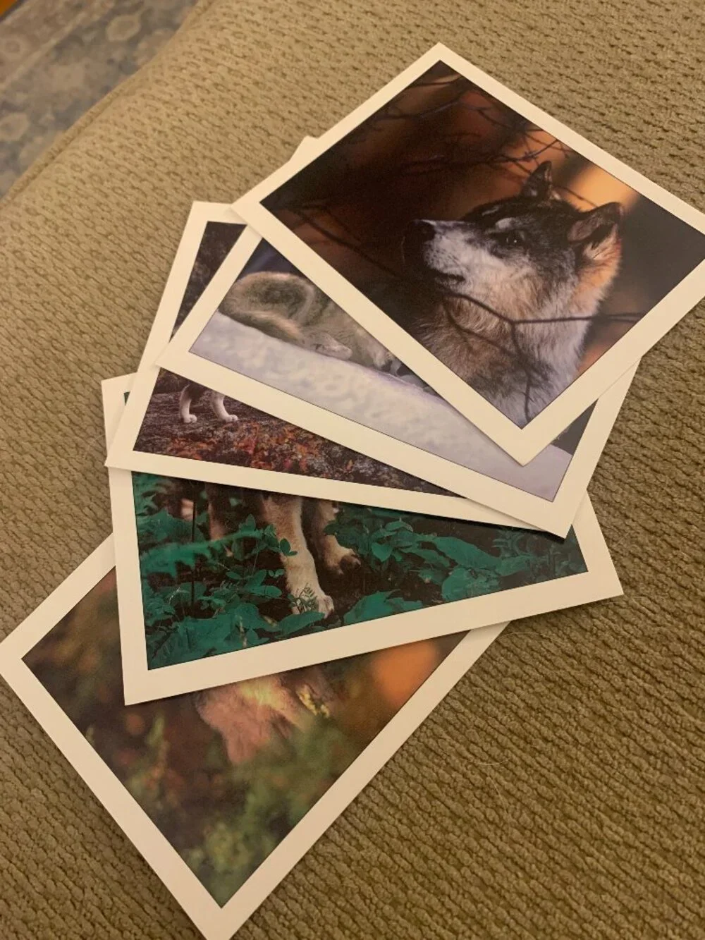 Lot of 5 Defenders of Wildlife Wolf Blank Greeting Cards Jim Brandenburg